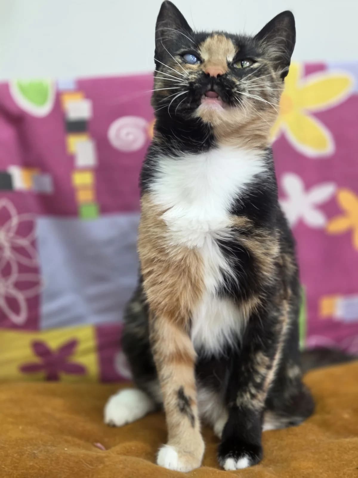Lili (Лили), female Mixed Breed for adoption at Preданное Сердце, Grodno