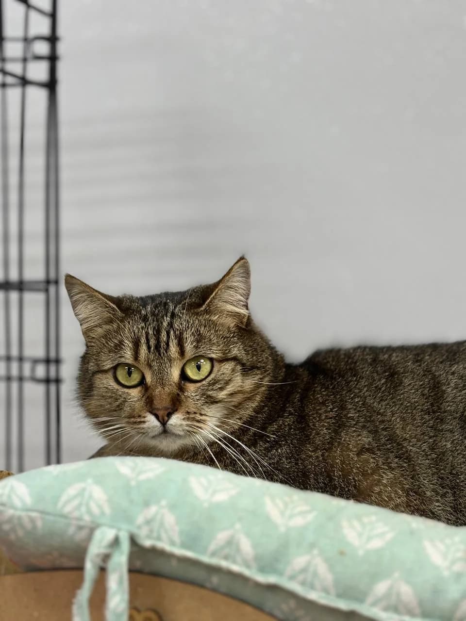 Lolitka (Лолитка), female Mixed Breed for adoption at Preданное Сердце, Grodno