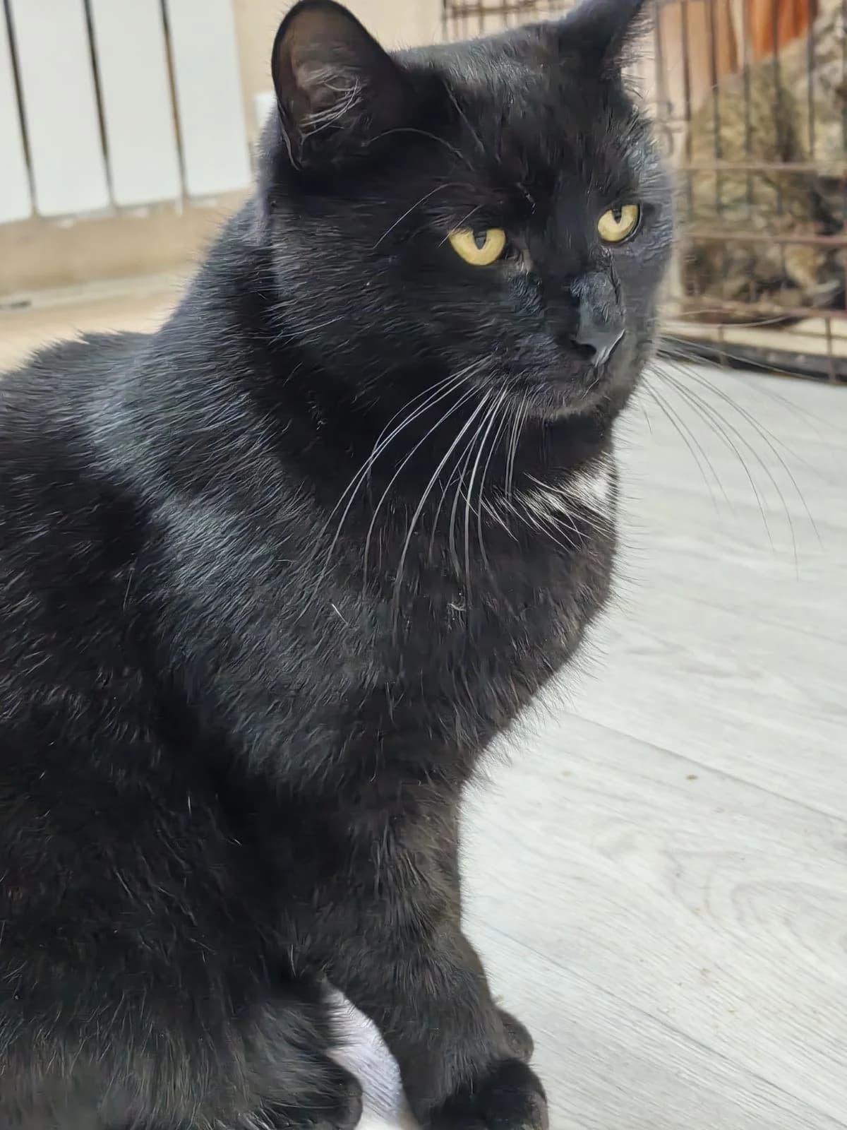 Malysh (Малыш), male Mixed Breed for adoption at Preданное Сердце, Grodno