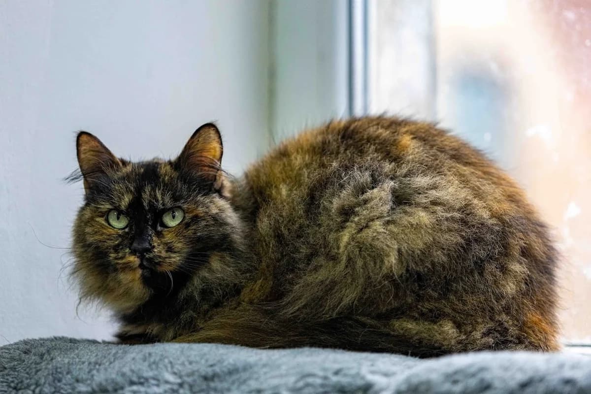 Marusenka (Марусенька), female Mixed Breed for adoption at Preданное Сердце, Grodno