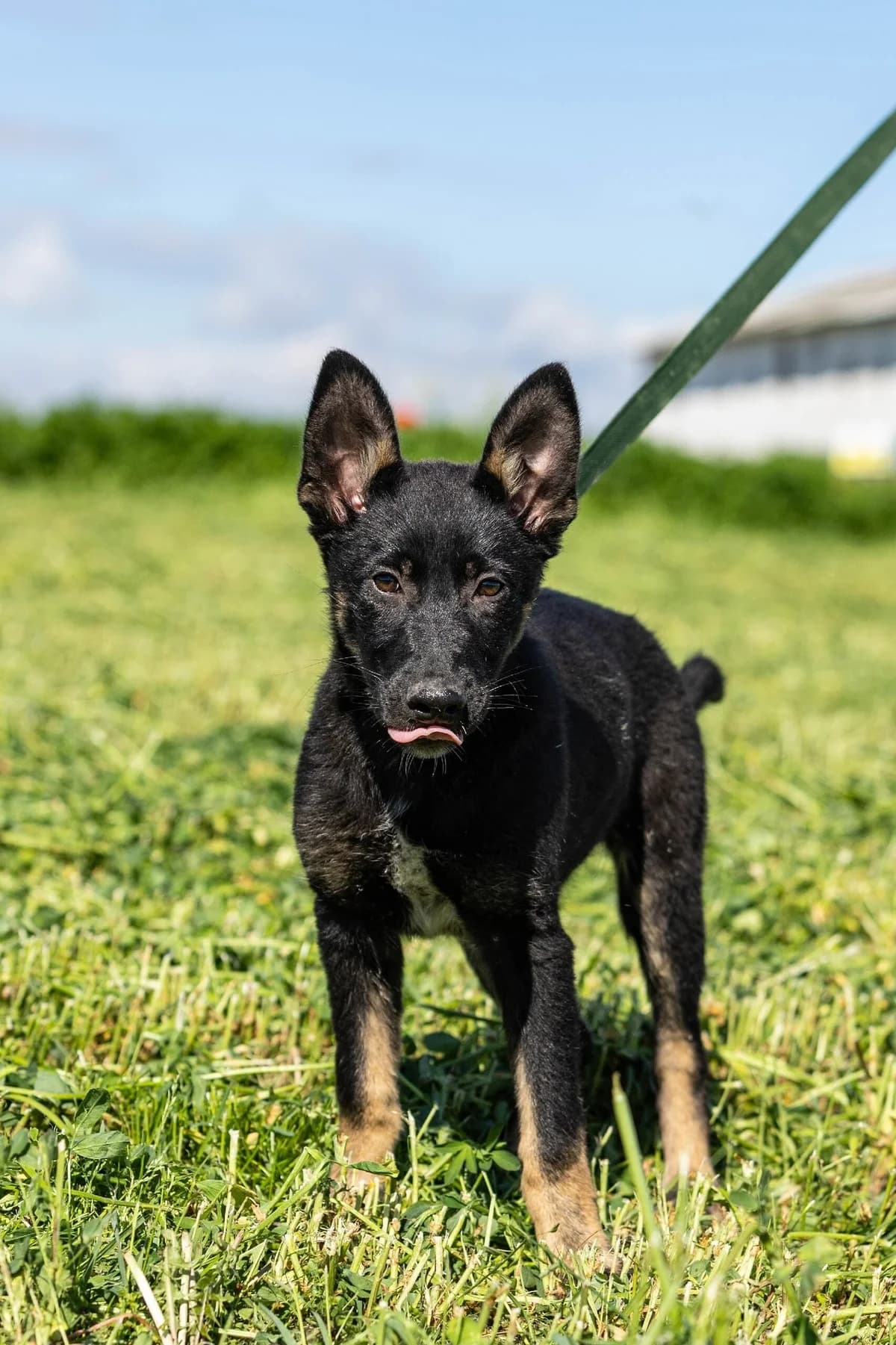 Misha (Миша), female Mixed Breed for adoption at Preданное Сердце, Grodno