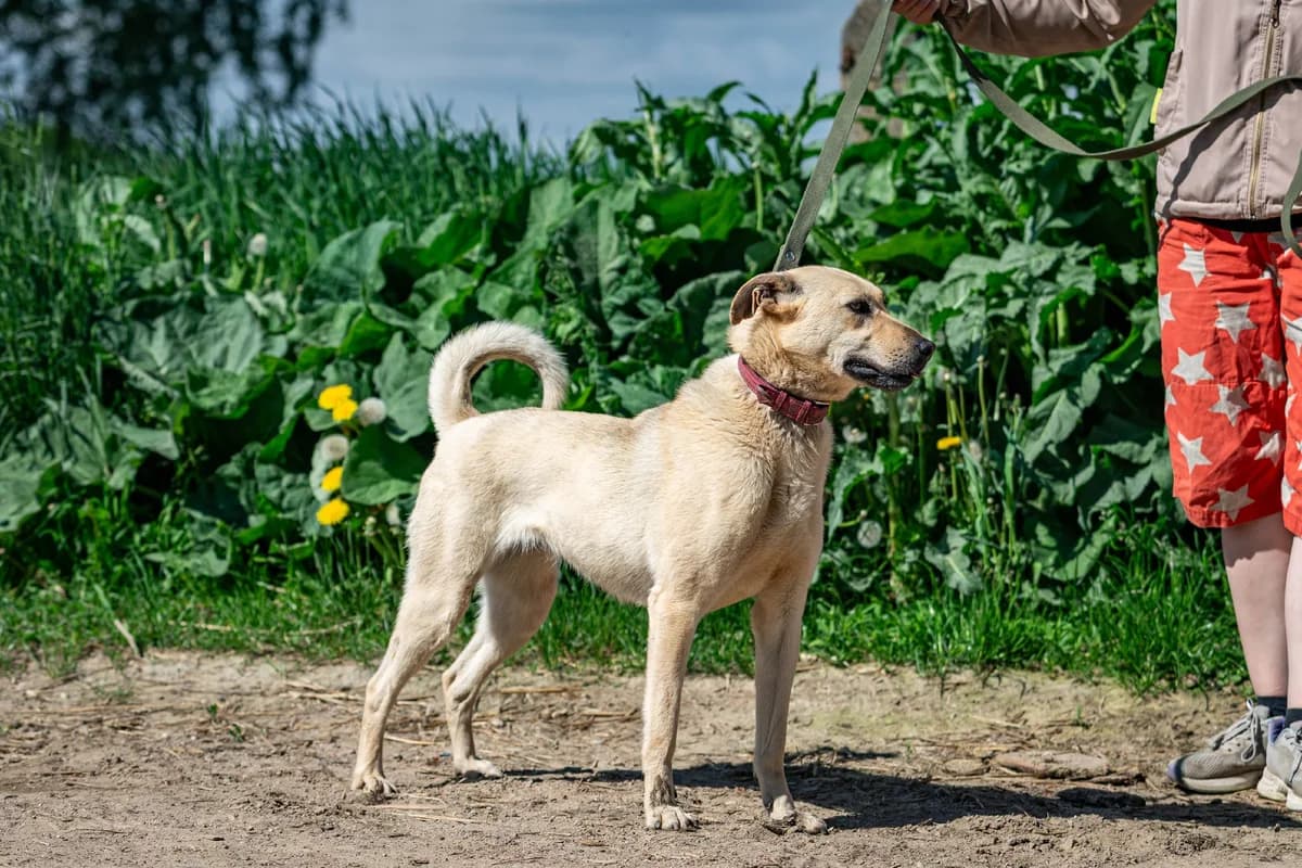 Miya (Мия), female Mixed Breed for adoption at Preданное Сердце, Grodno