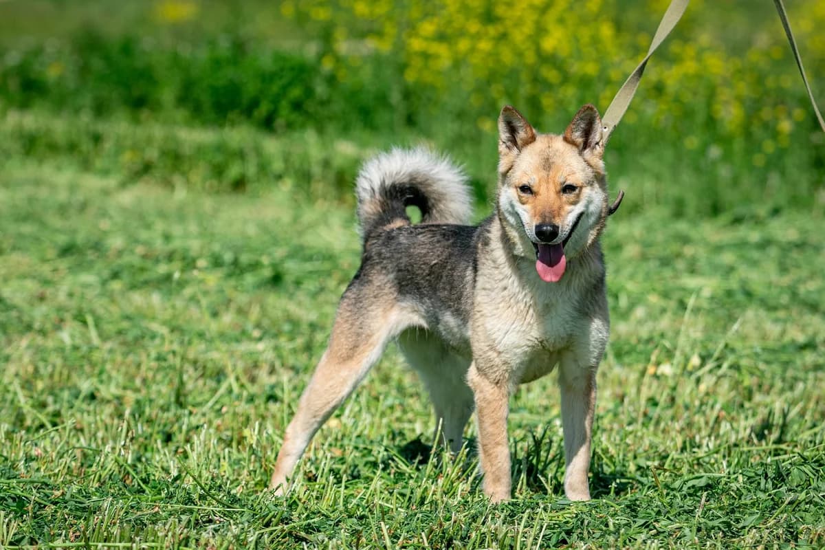 Nayda (Найда), female Mixed Breed for adoption at Preданное Сердце, Grodno