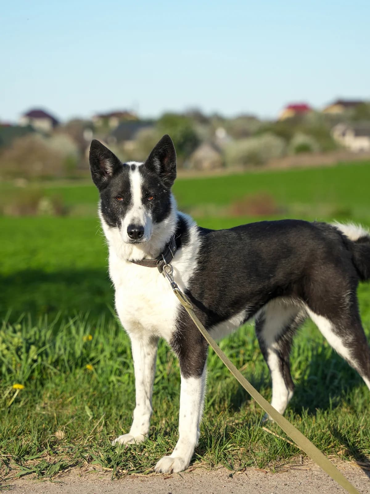 Neyla (Нейла), female Mixed Breed for adoption at Preданное Сердце, Grodno