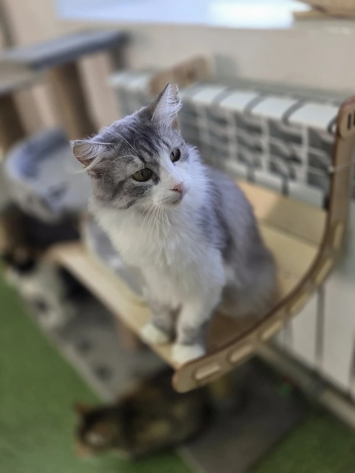 Nezhnost (Нежность), female Mixed Breed for adoption at Preданное Сердце, Grodno