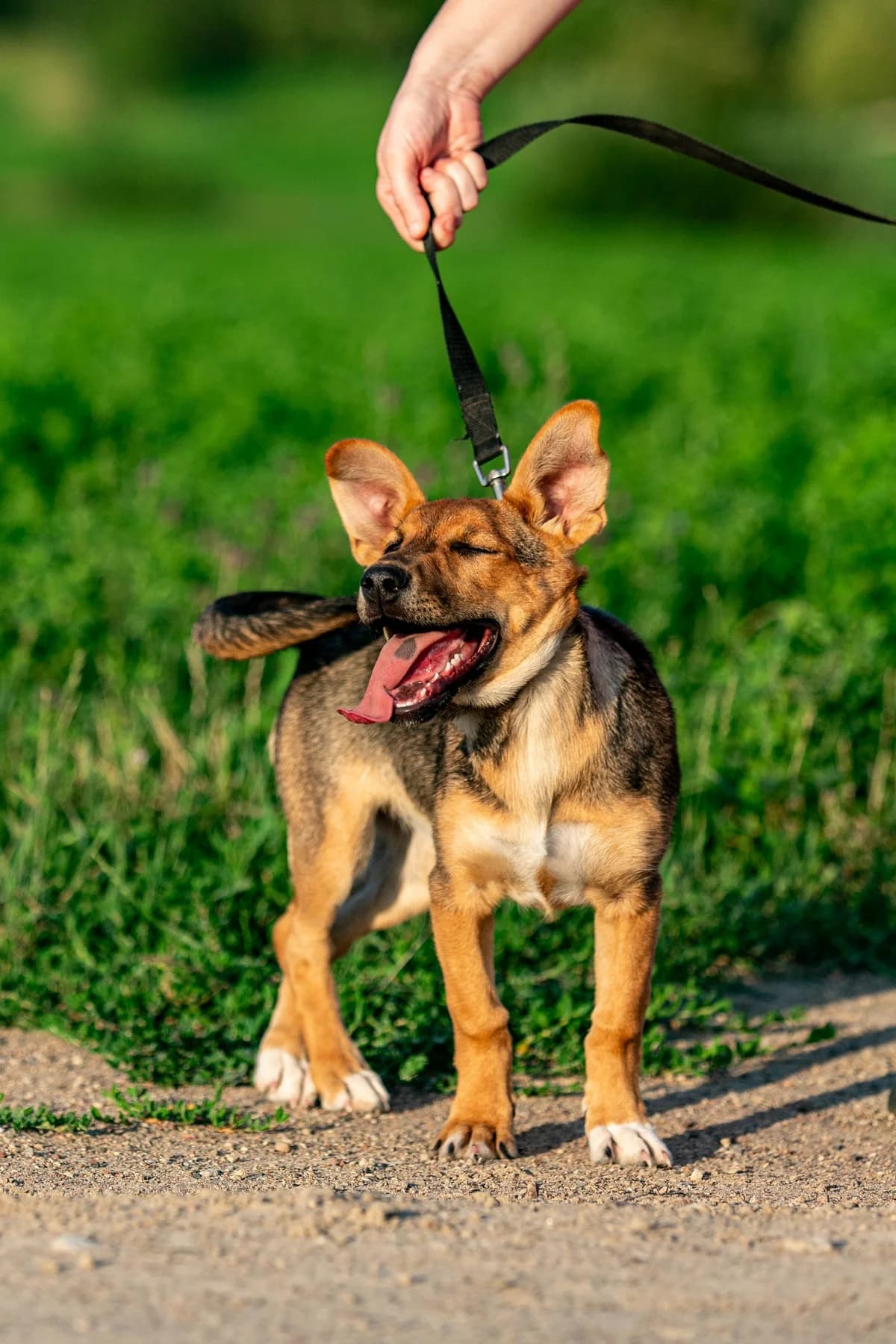 Teffi (Тэффи), female Mixed Breed for adoption at Preданное Сердце, Grodno