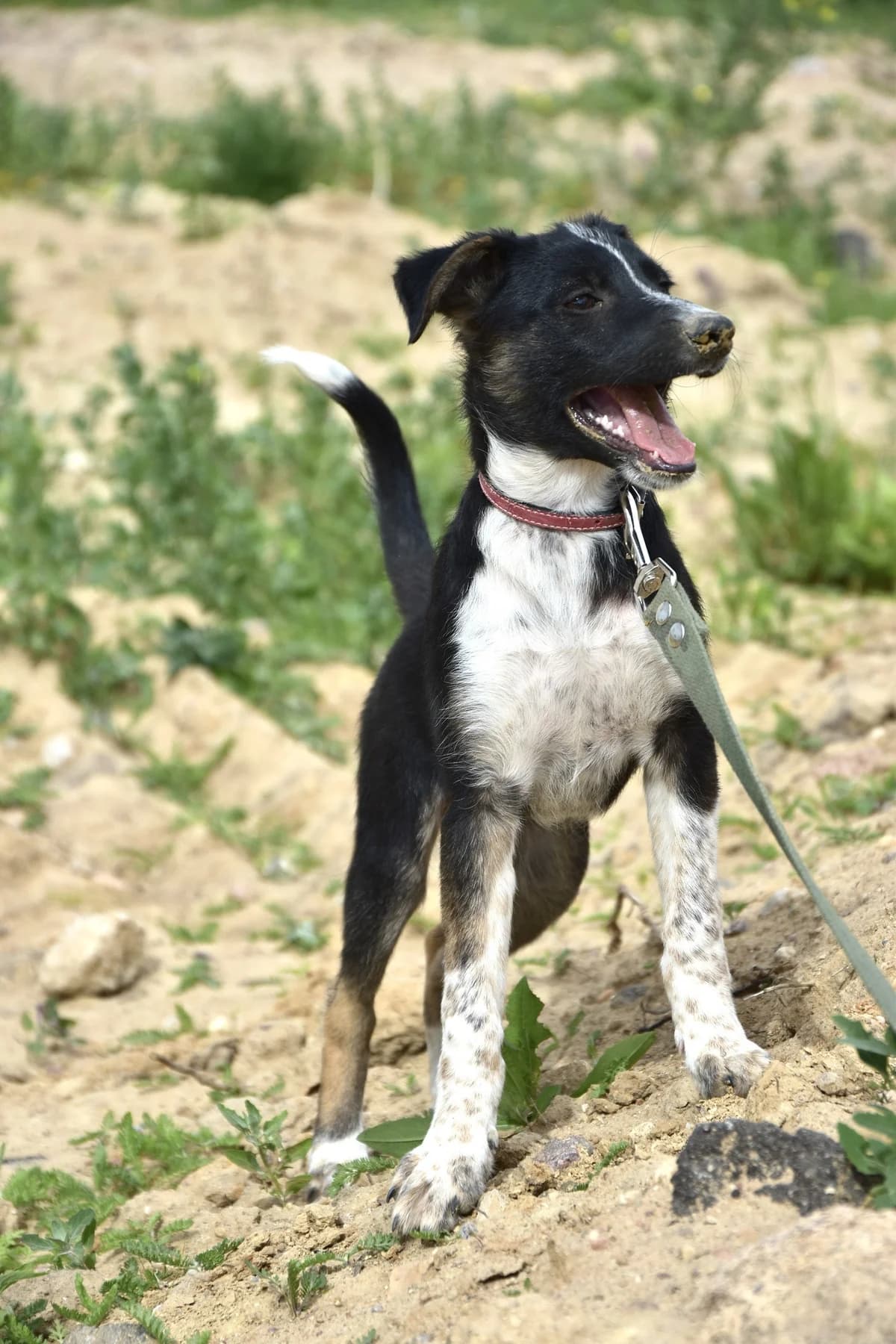 Oliva (Олива), female Mixed Breed for adoption at Preданное Сердце, Grodno