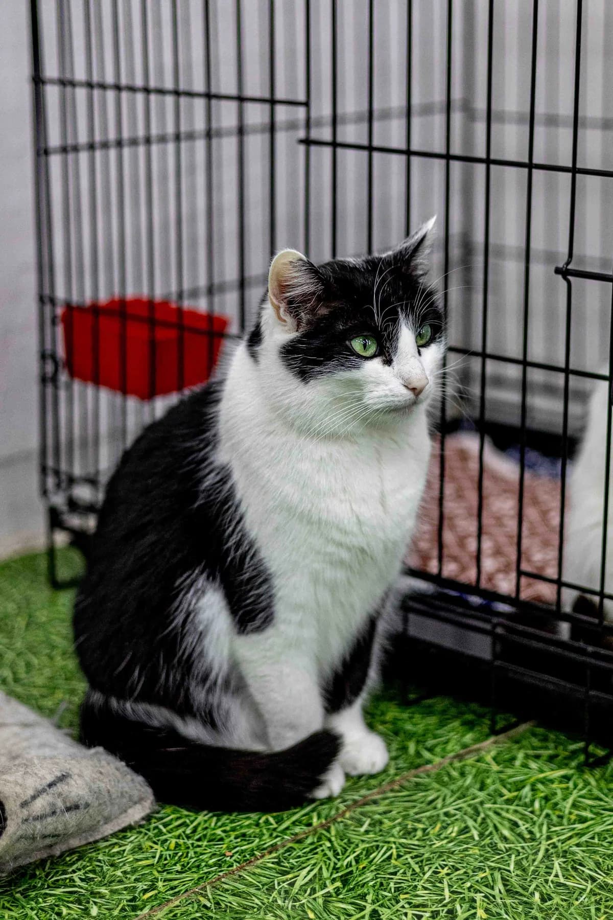 Petra (Петра), female Mixed Breed for adoption at Preданное Сердце, Grodno