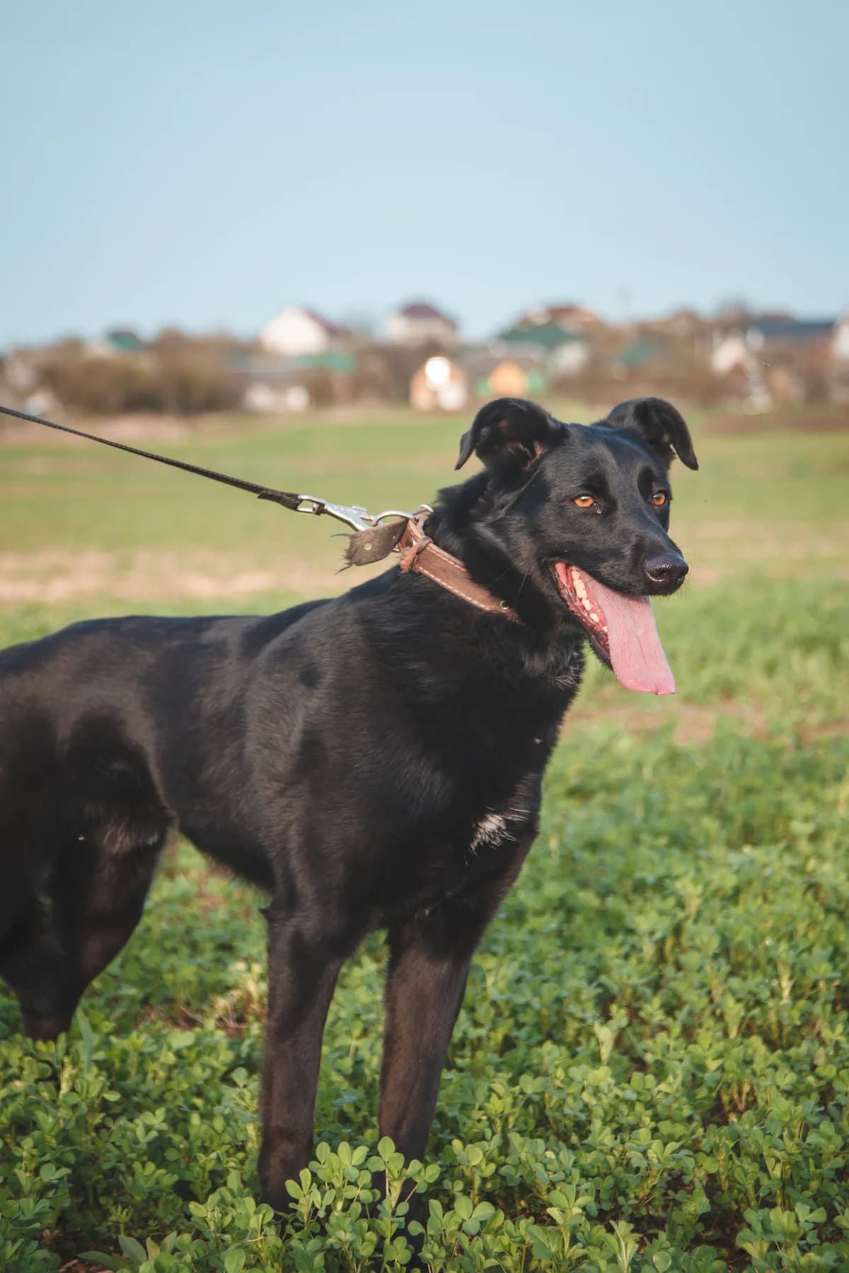 Rayli (Райли), male Mixed Breed for adoption at Preданное Сердце, Grodno
