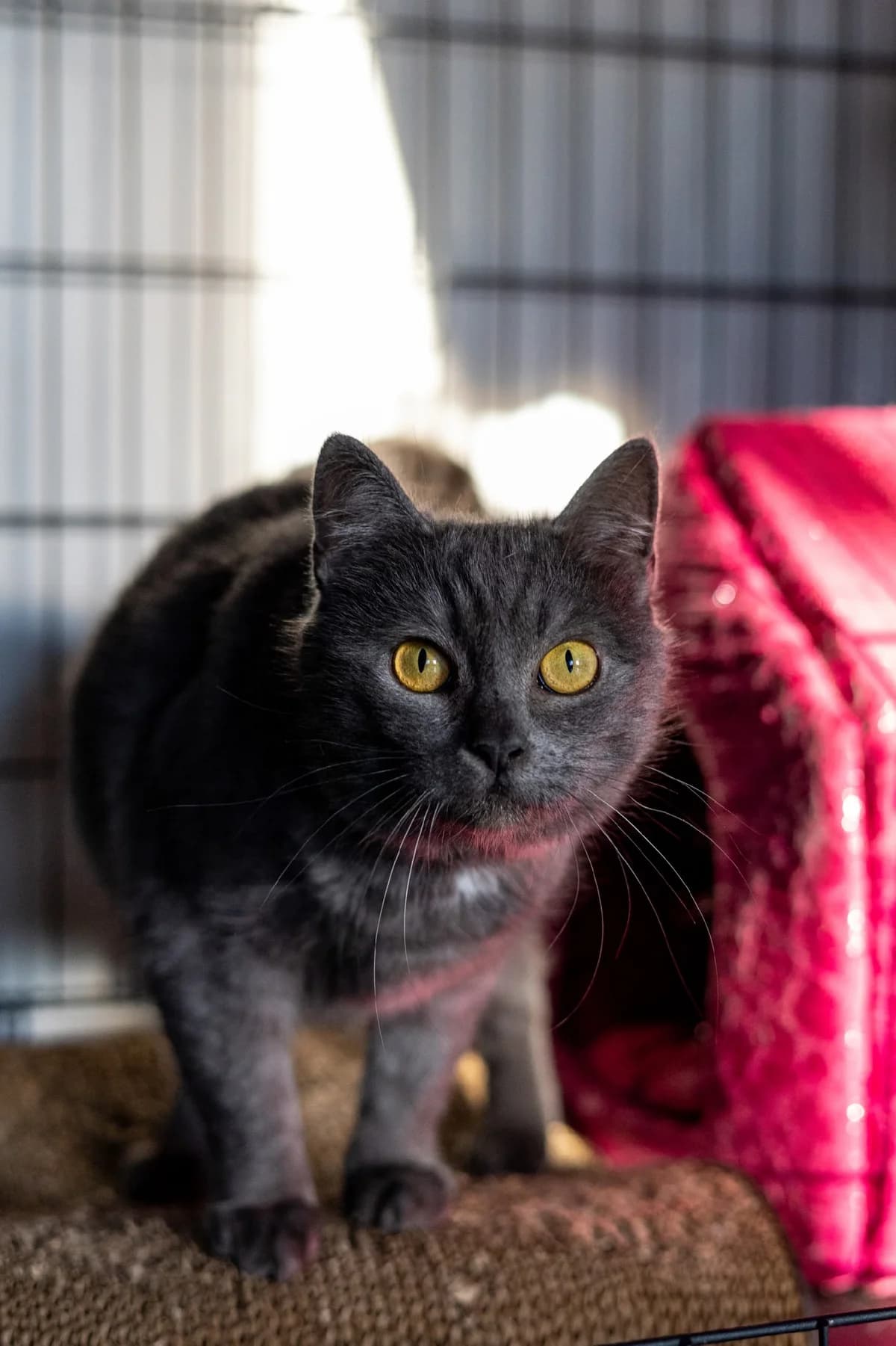 Riana (Риана), female Mixed Breed for adoption at Preданное Сердце, Grodno