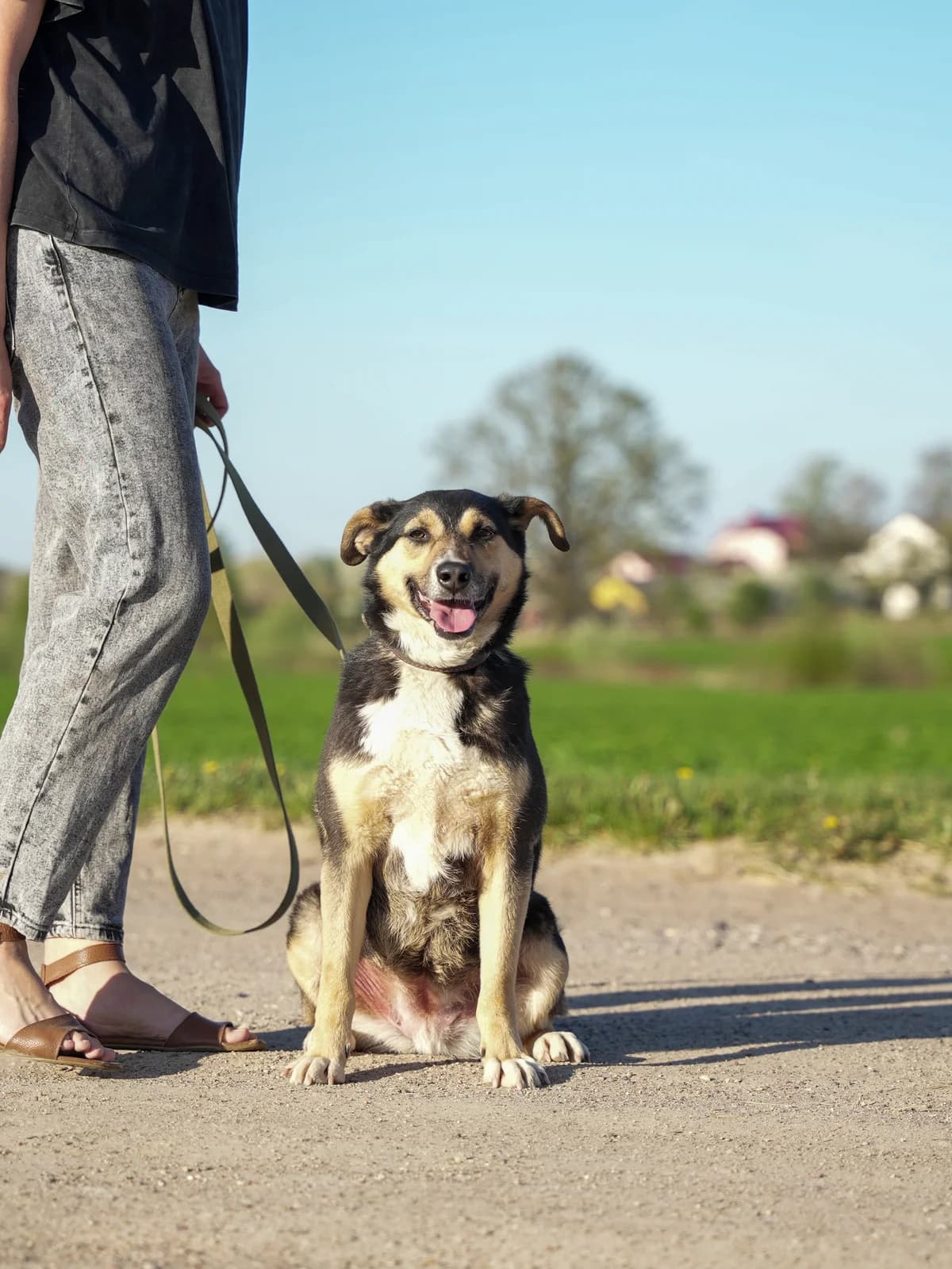 Sara (Сара), female Mixed Breed for adoption at Preданное Сердце, Grodno