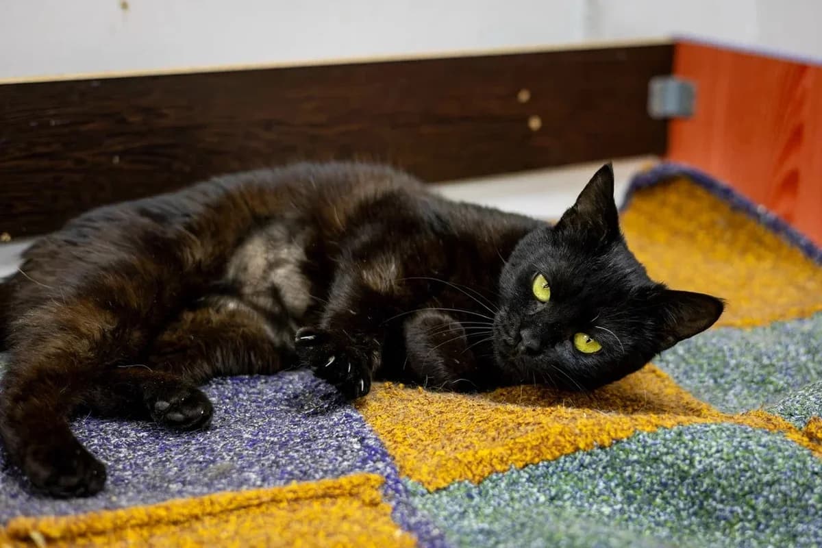 Sherri (Шерри), female Mixed Breed for adoption at Preданное Сердце, Grodno