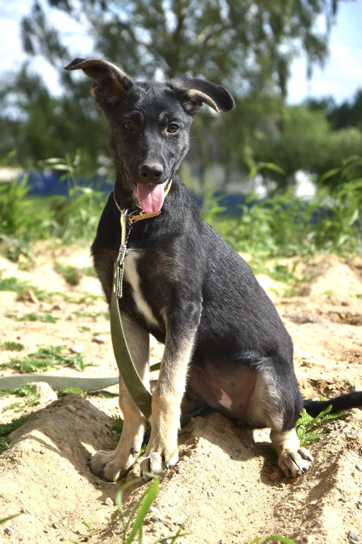 Sonya (Соня), female Mixed Breed for adoption at Preданное Сердце, Grodno