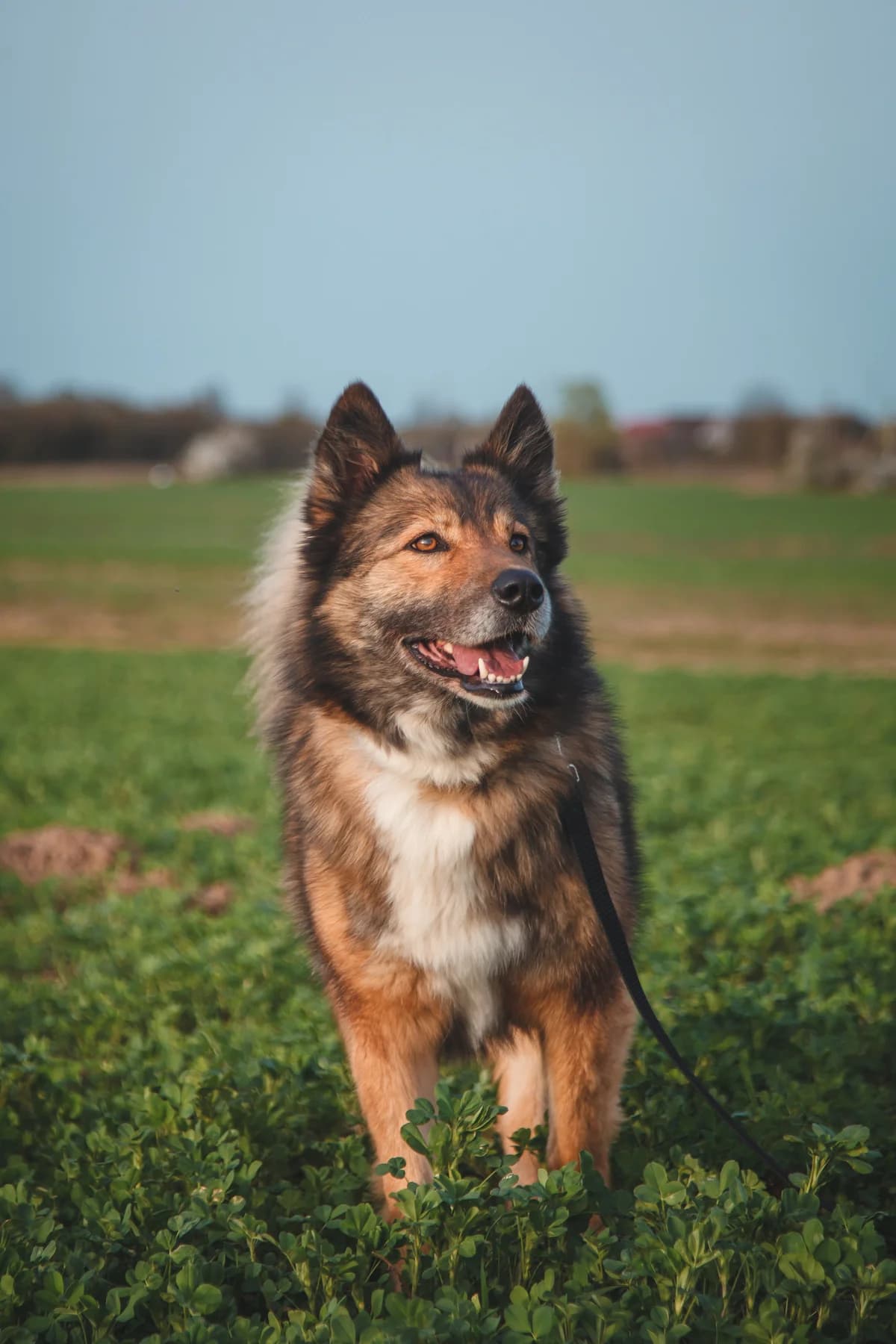 Taya (Тая), female Mixed Breed for adoption at Preданное Сердце, Grodno