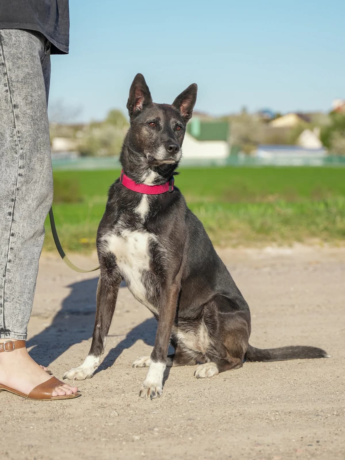 Tori (Тори), female Mixed Breed for adoption at Preданное Сердце, Grodno