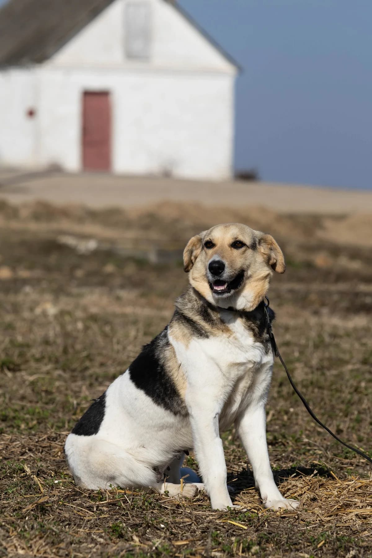 Umka (Умка), female Mixed Breed for adoption at Preданное Сердце, Grodno