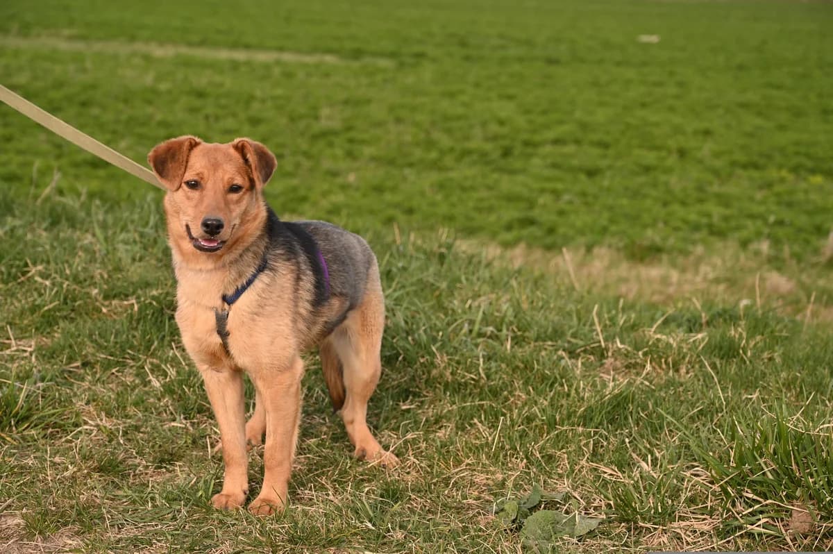 Venera (Венера), female Mixed Breed for adoption at Preданное Сердце, Grodno