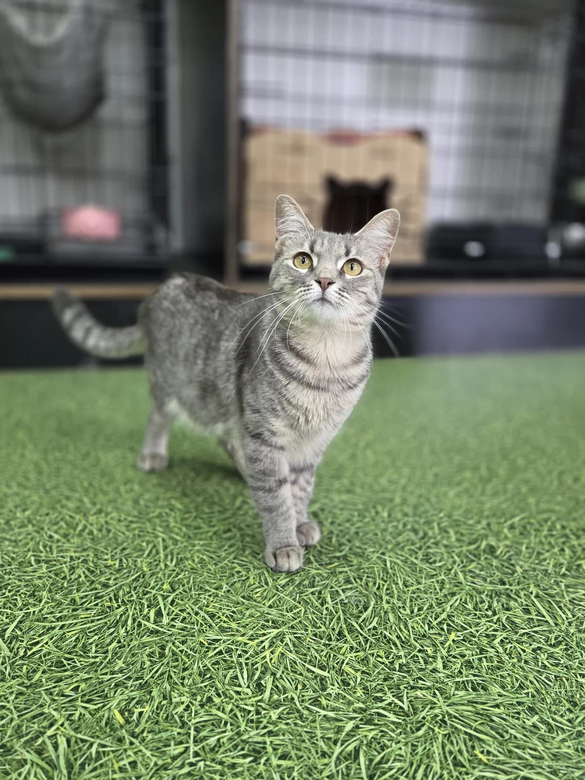 Vesnushka (Веснушка), female Mixed Breed for adoption at Preданное Сердце, Grodno