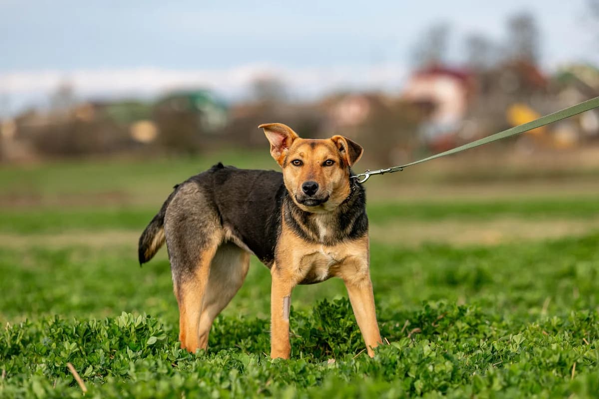 Zarina (Зарина), female Mixed Breed for adoption at Preданное Сердце, Grodno