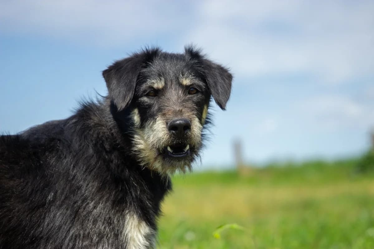Zhak (Жак), male Mixed Breed for adoption at Preданное Сердце, Grodno