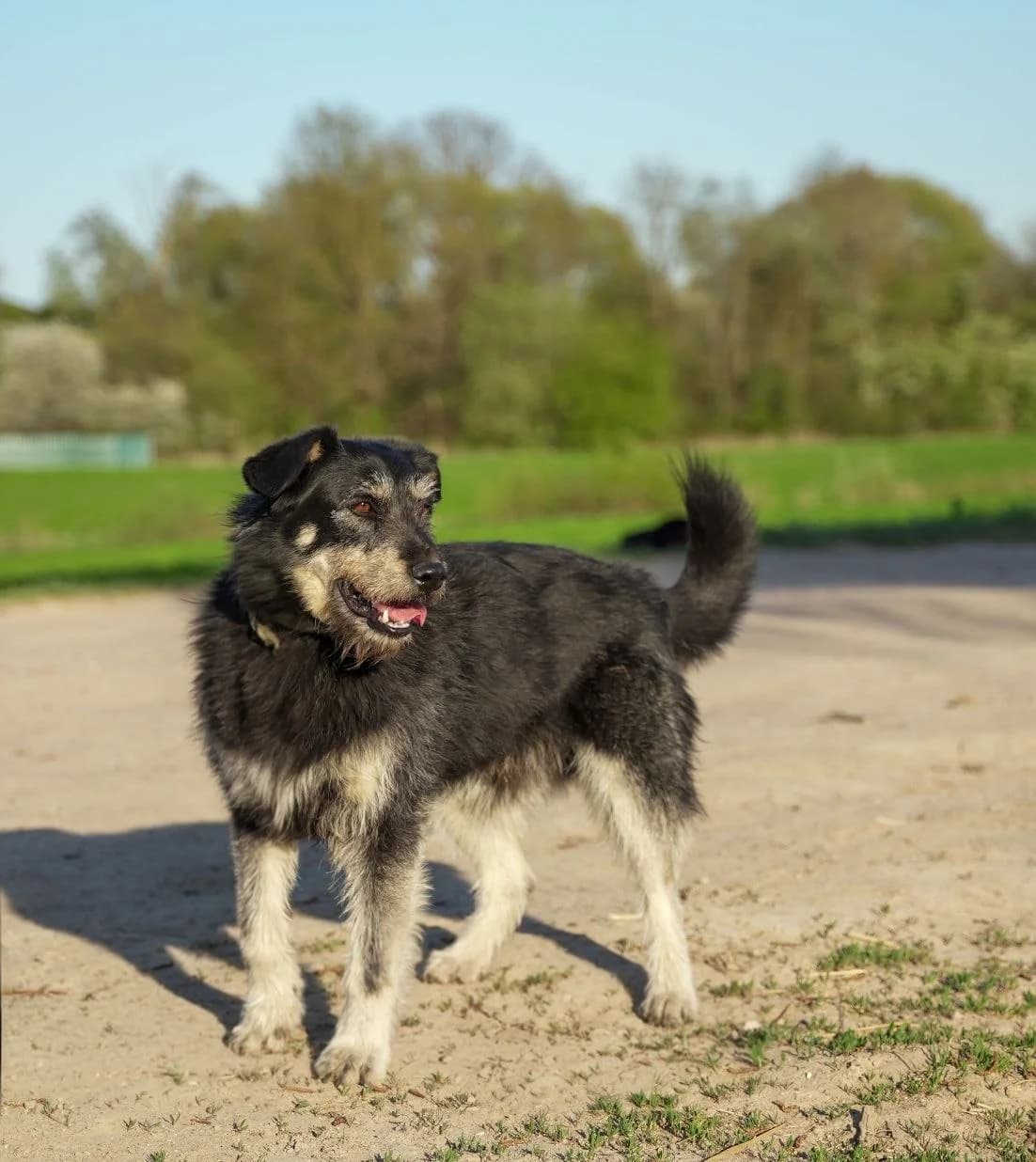 Zhak (Жак), male Mixed Breed for adoption at Preданное Сердце, Grodno