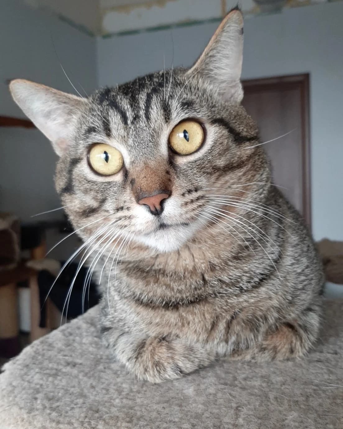 Tigr (Тигр), male Mixed Breed for adoption at Суперкот, Minsk