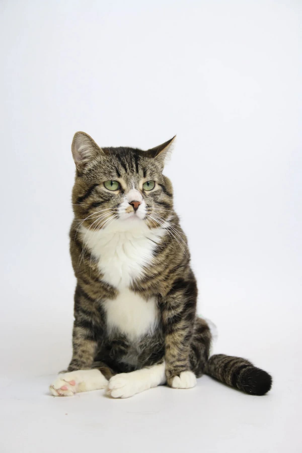 Dzhonni (Джонни), male Mixed Breed for adoption at Суперкот, Minsk