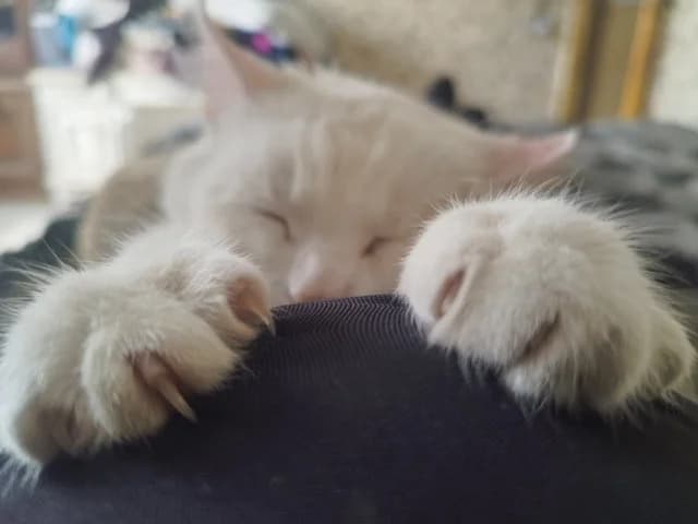 Cat, female Mixed Breed for adoption at ZooShans, Minsk