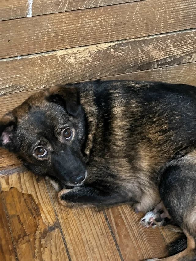 ZOOshans (ЗООшанс), female Mixed Breed for adoption at ZooShans, Minsk