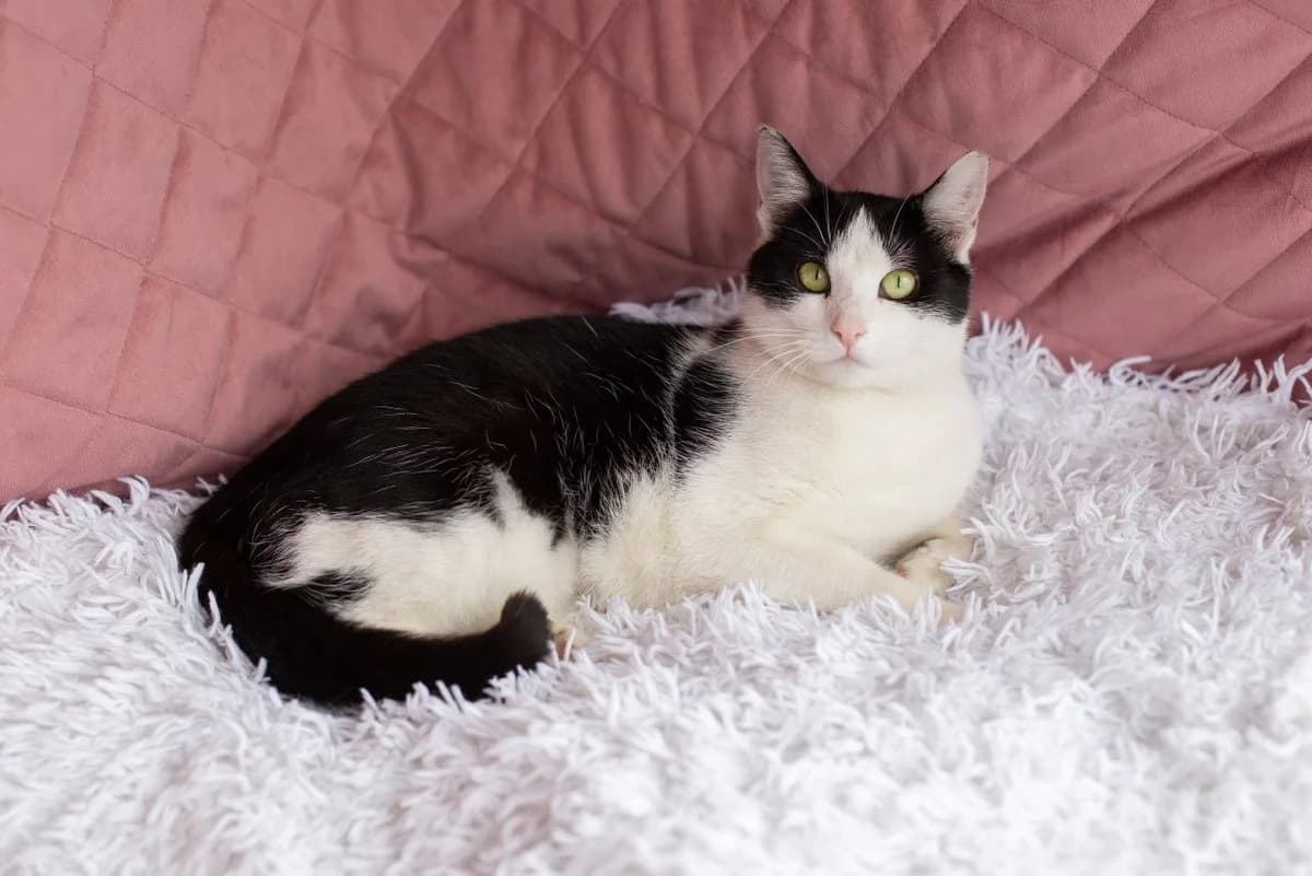 ZOOshans (ЗООшанс), female Mixed Breed for adoption at ZooShans, Minsk