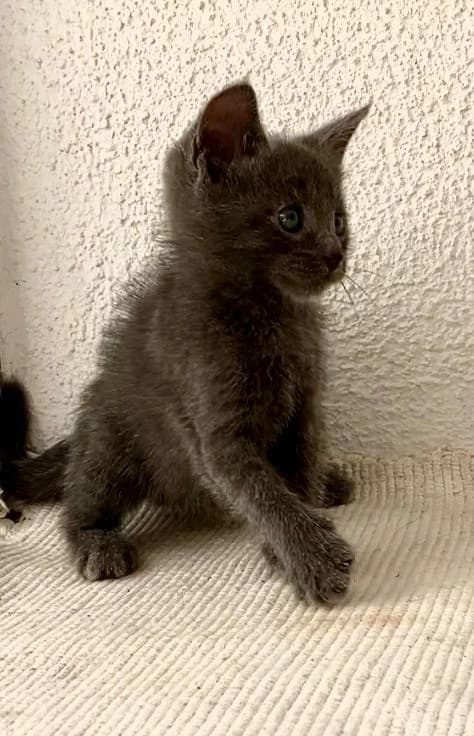 ZOOshans (ЗООшанс), male Mixed Breed for adoption at ZooShans, Minsk