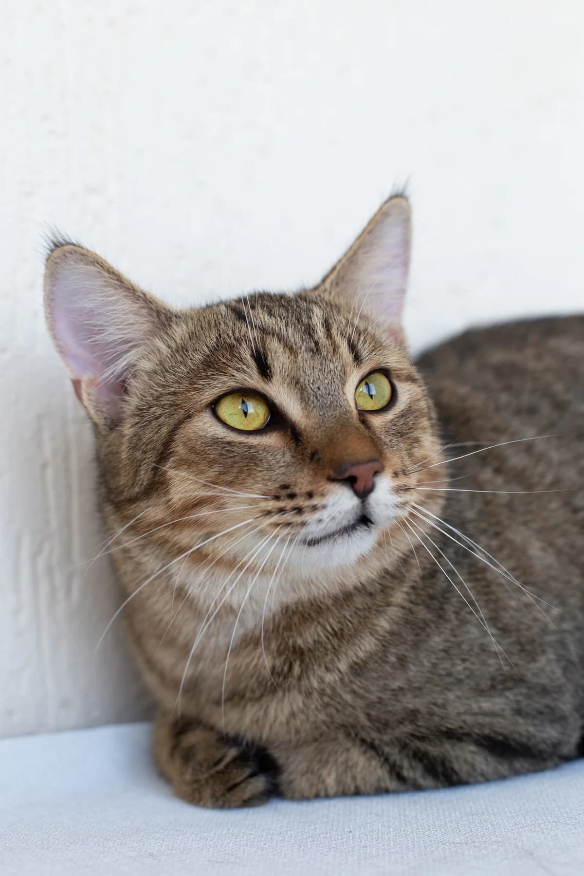 Cat, male Mixed Breed for adoption at ZooShans, Minsk