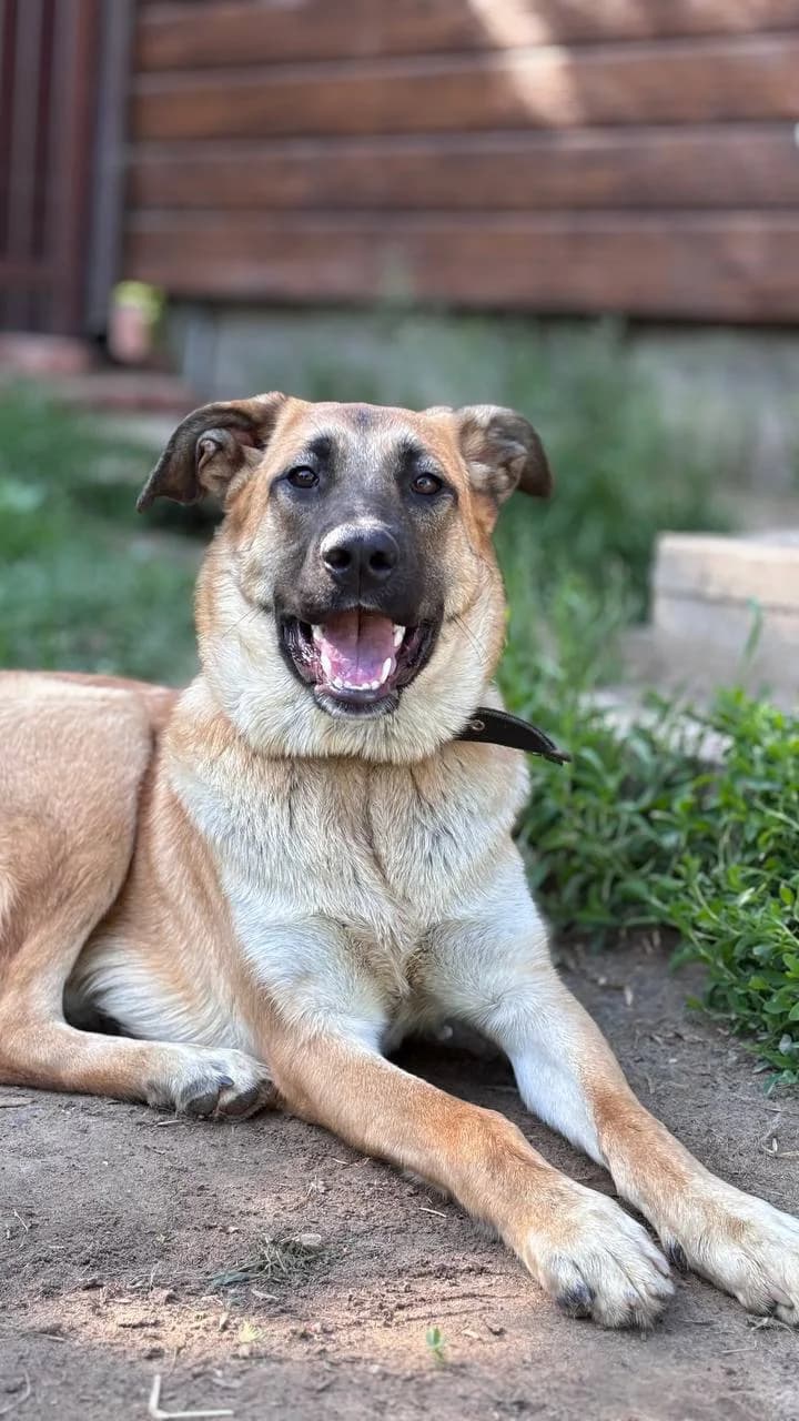 ZOOshans (ЗООшанс), female Mixed Breed for adoption at ZooShans, Minsk