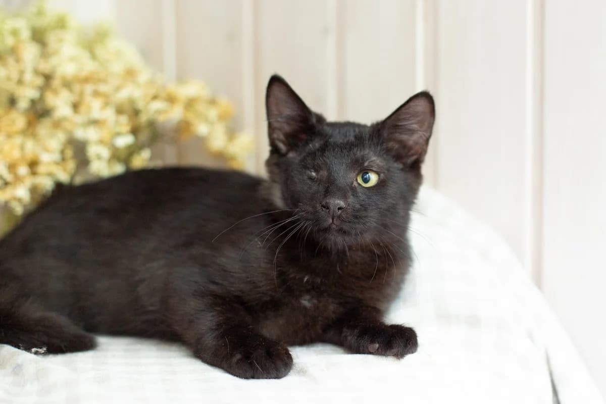 ZOOshans (ЗООшанс), male Mixed Breed for adoption at ZooShans, Minsk