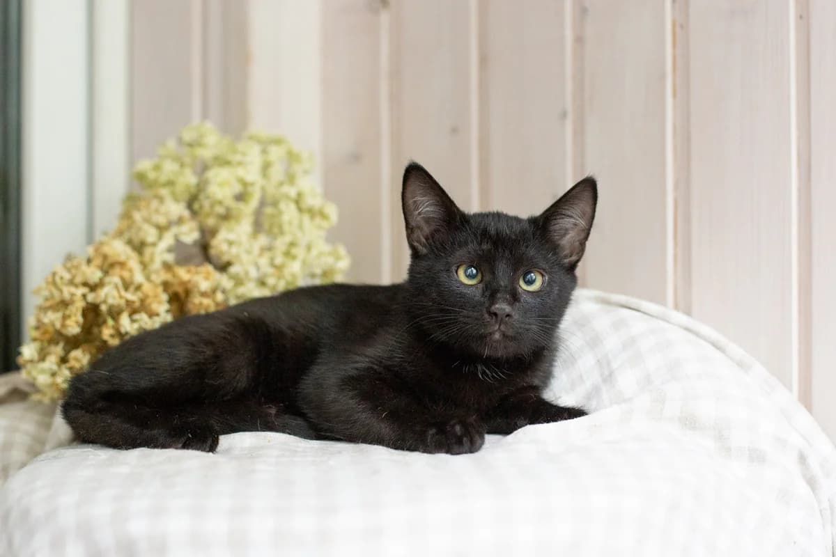 ZOOshans (ЗООшанс), male Mixed Breed for adoption at ZooShans, Minsk