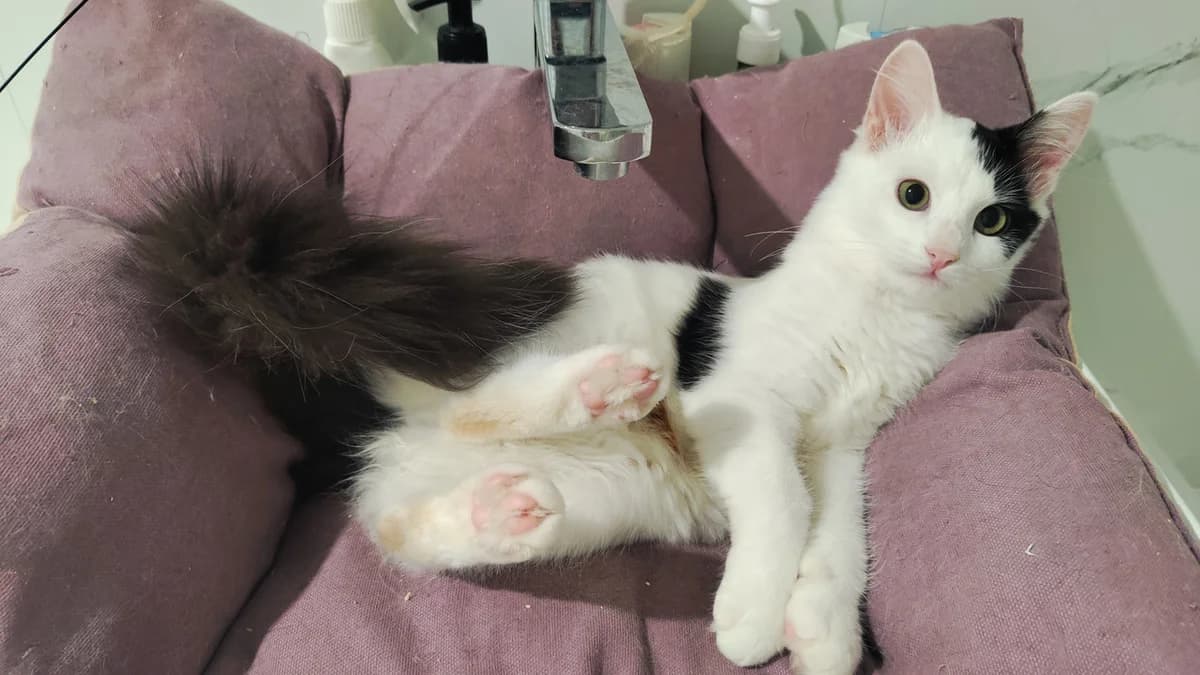 Cat, female Mixed Breed for adoption at ZooShans, Minsk
