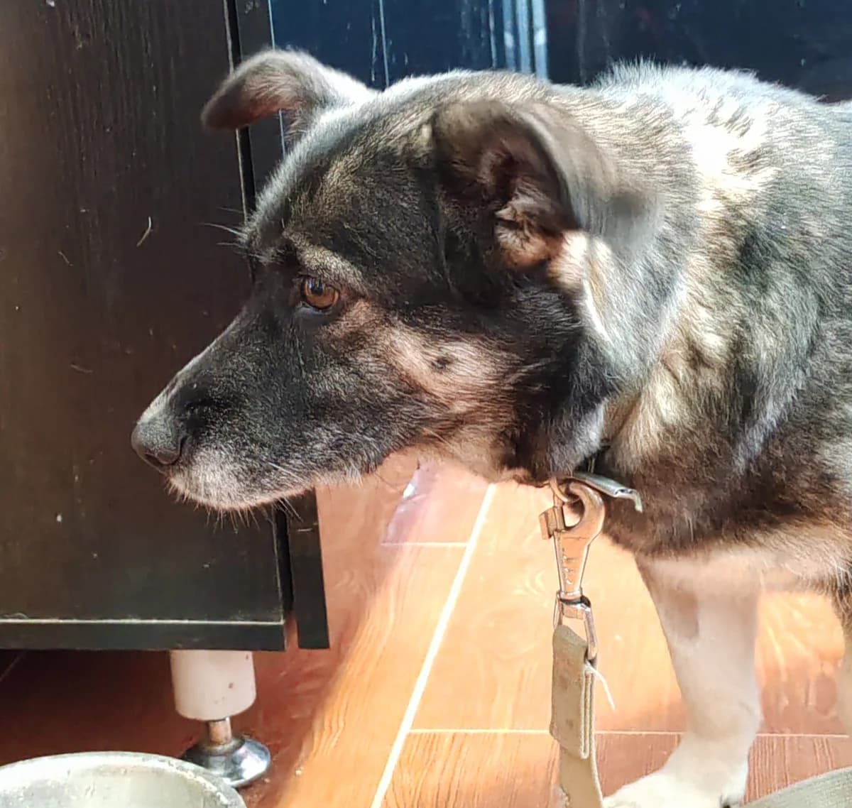 ZOOshans (ЗООшанс), female Mixed Breed for adoption at ZooShans, Minsk