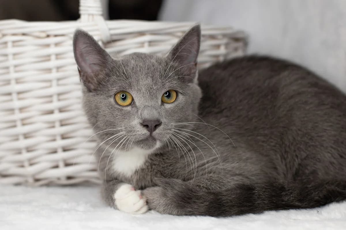 ZOOshans (ЗООшанс), male Mixed Breed for adoption at ZooShans, Minsk