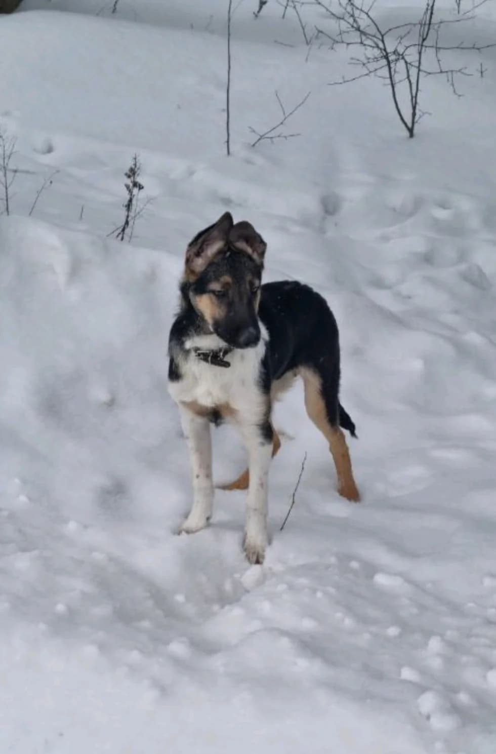 Dog, male Mixed Breed for adoption at ZooShans, Minsk