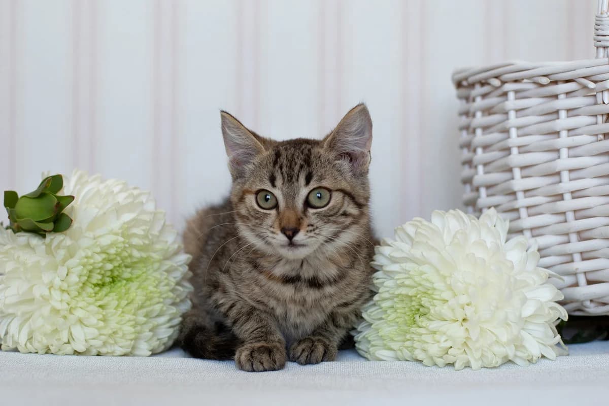 ZOOshans (ЗООшанс), female Mixed Breed for adoption at ZooShans, Minsk