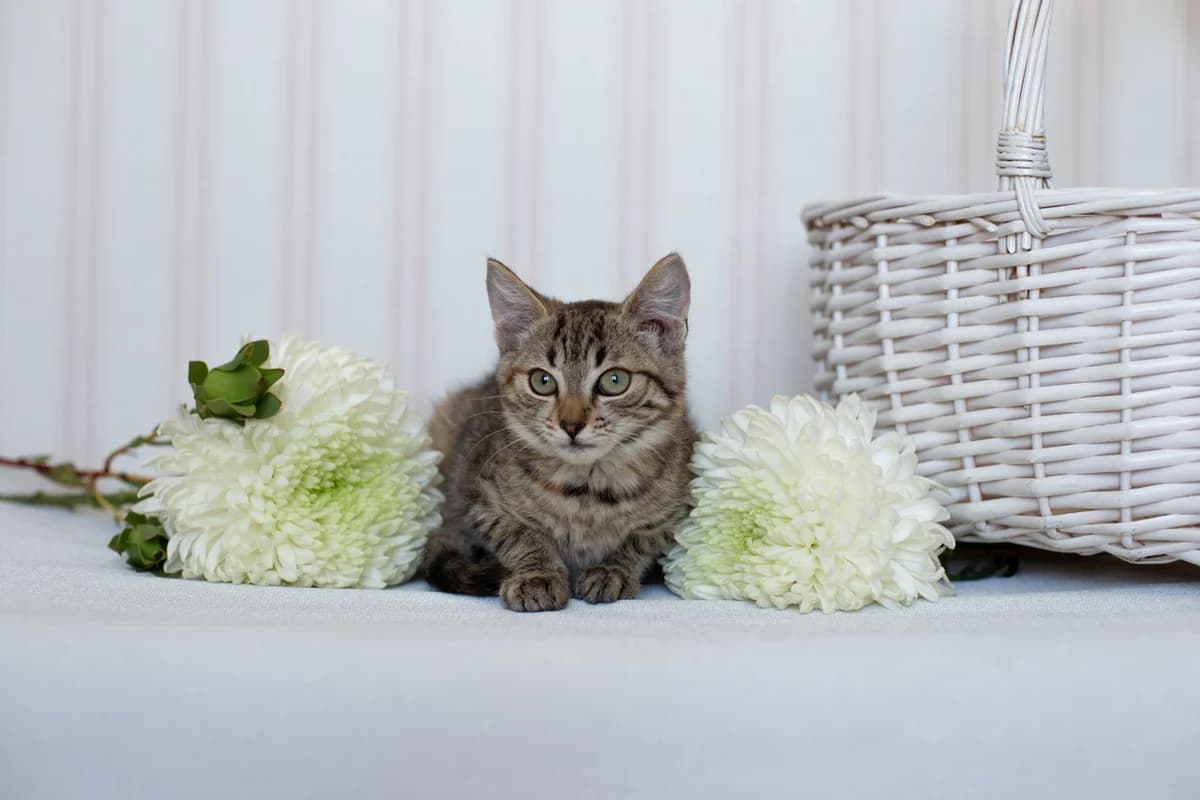ZOOshans (ЗООшанс), female Mixed Breed for adoption at ZooShans, Minsk