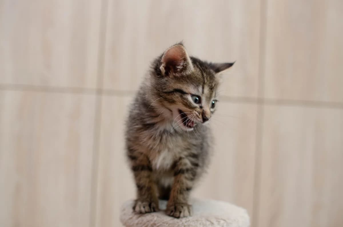 ZOOshans (ЗООшанс), male Mixed Breed for adoption at ZooShans, Minsk