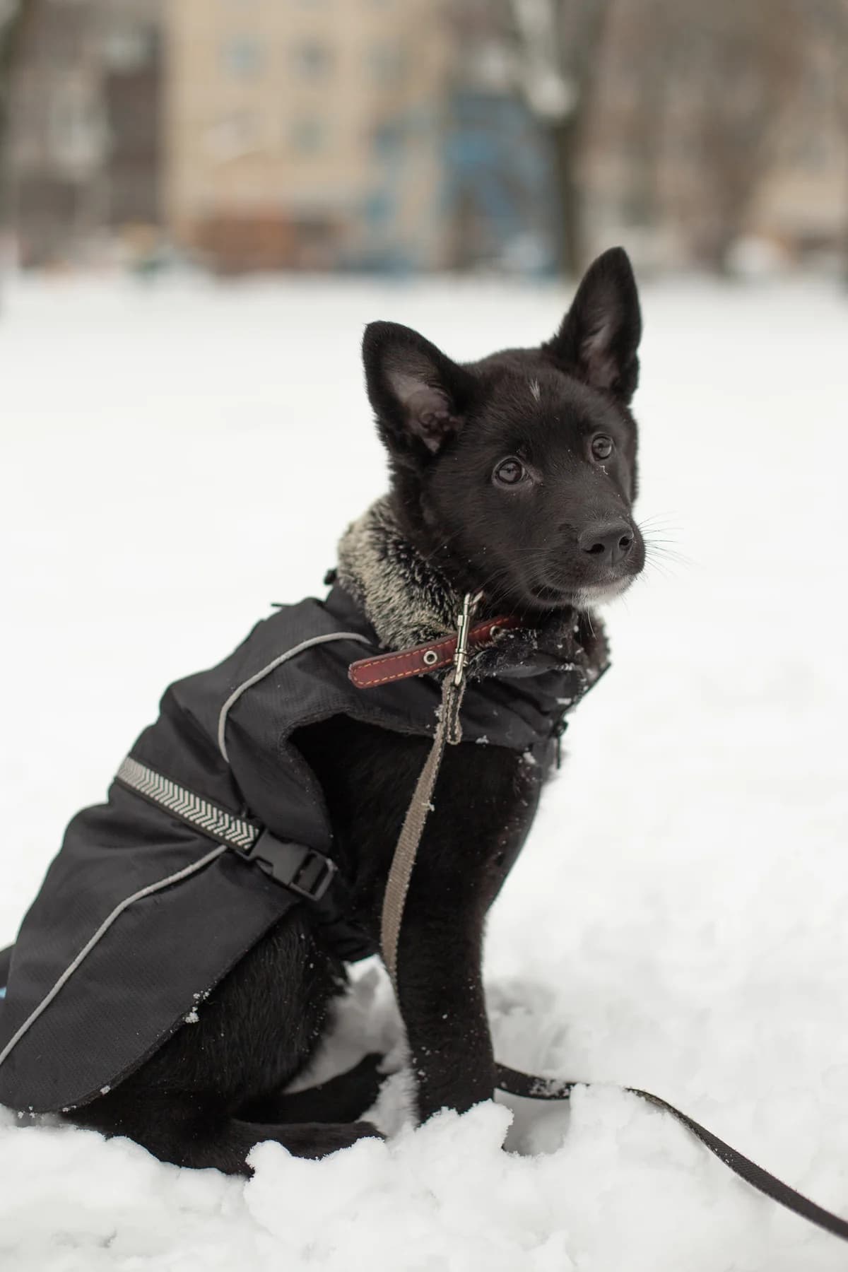 ZOOshans (ЗООшанс), female Mixed Breed for adoption at ZooShans, Minsk