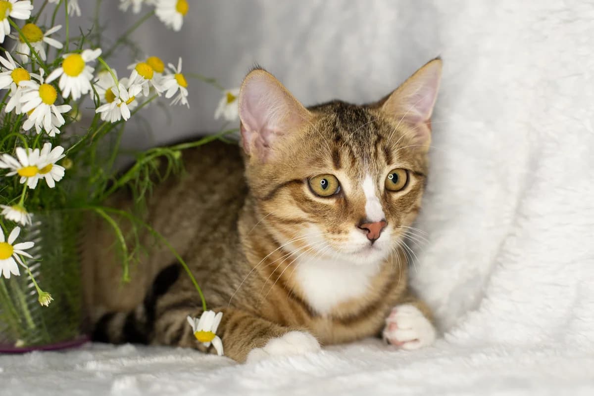 ZOOshans (ЗООшанс), male Mixed Breed for adoption at ZooShans, Minsk