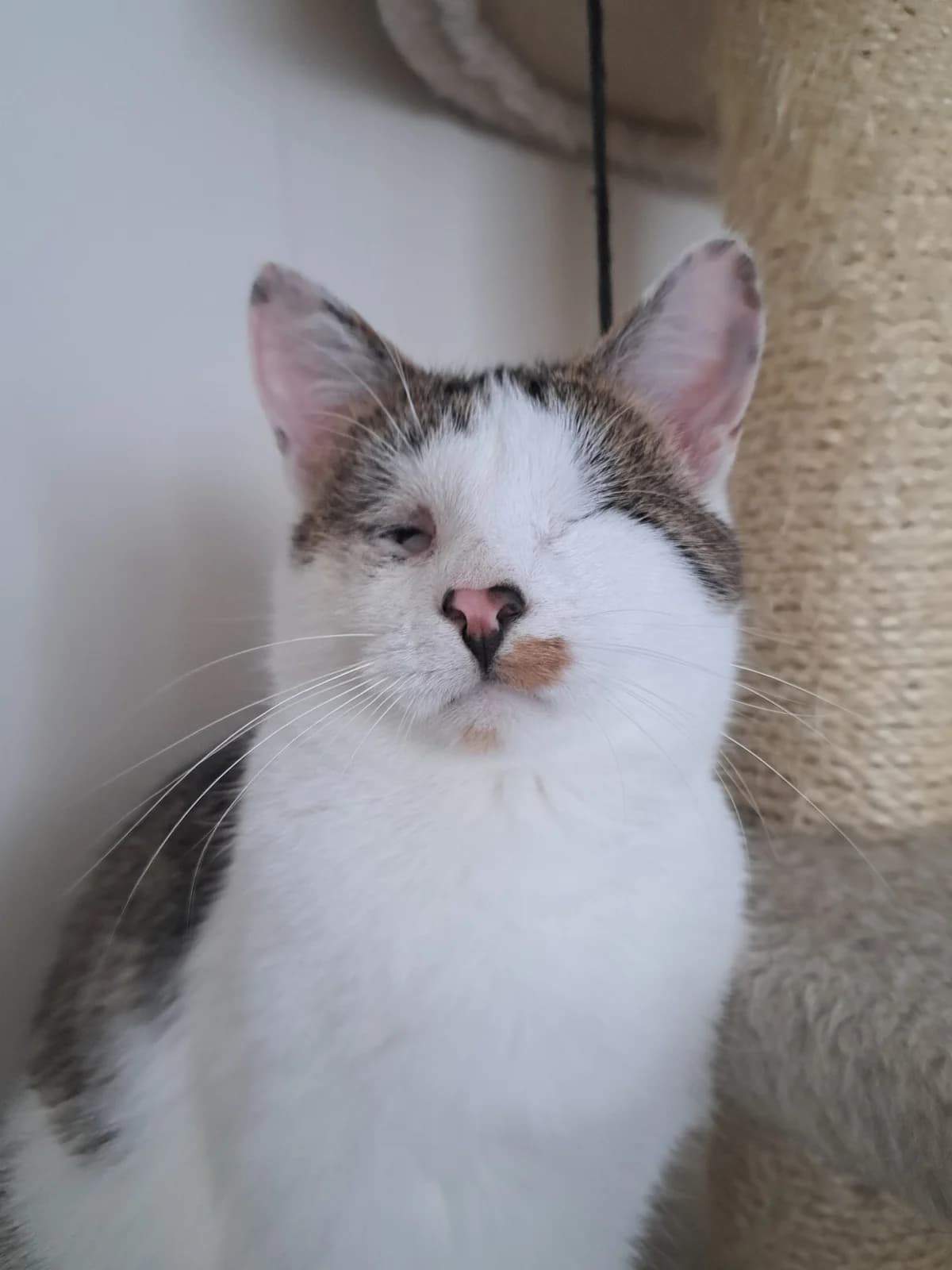 Cat, male Mixed Breed for adoption at ZooShans, Minsk