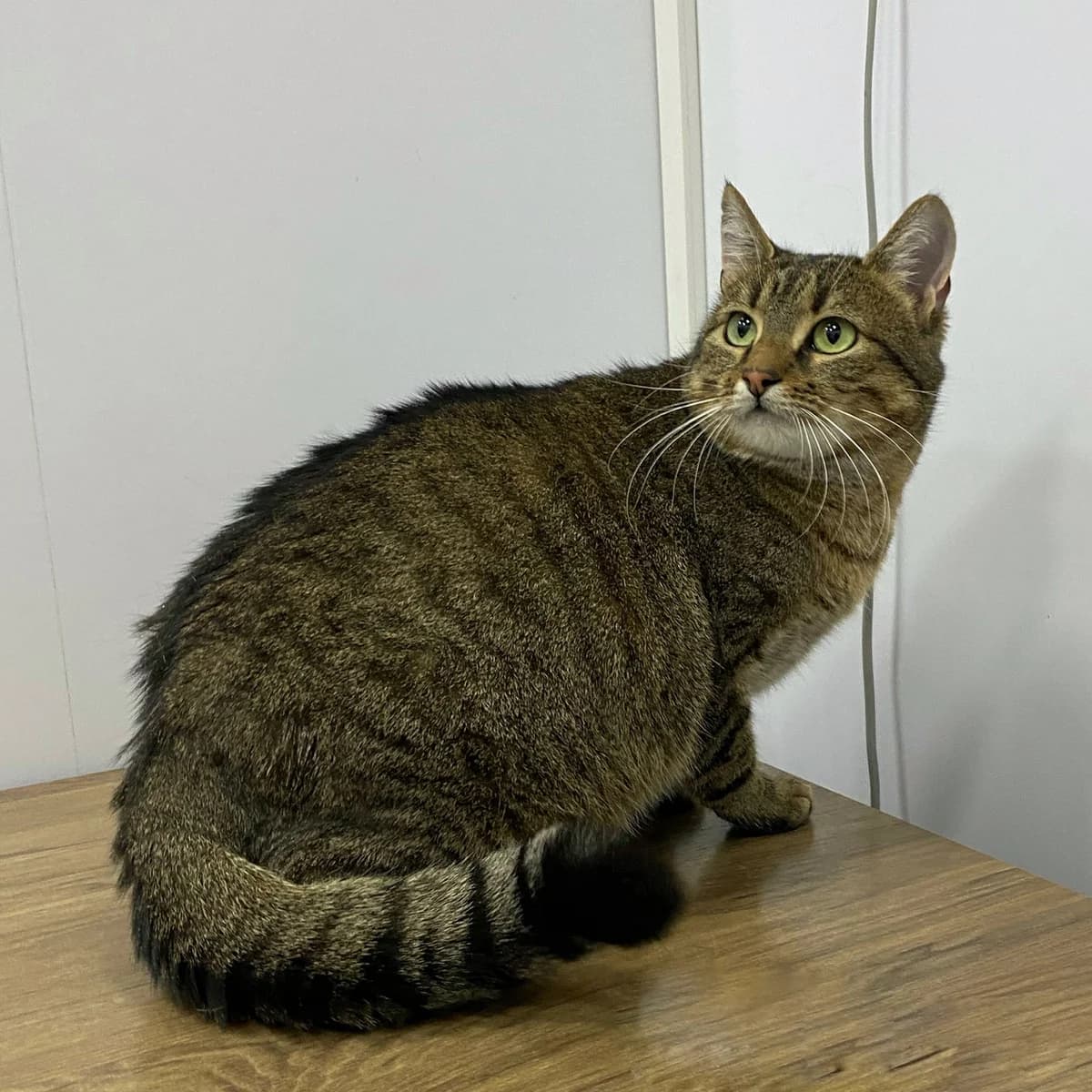 Cat, female Mixed Breed for adoption at ZooShans, Minsk