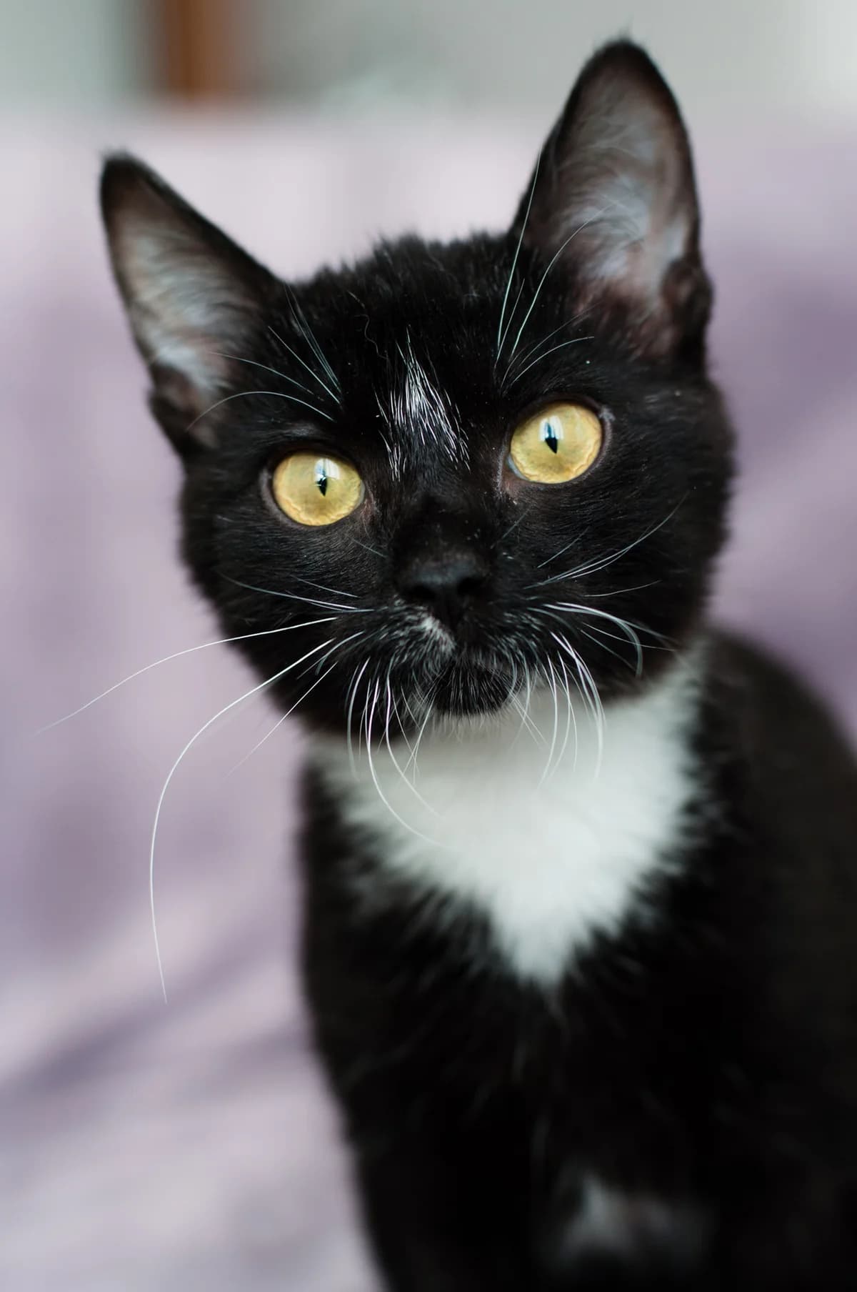 Cat, female Mixed Breed for adoption at ZooShans, Minsk