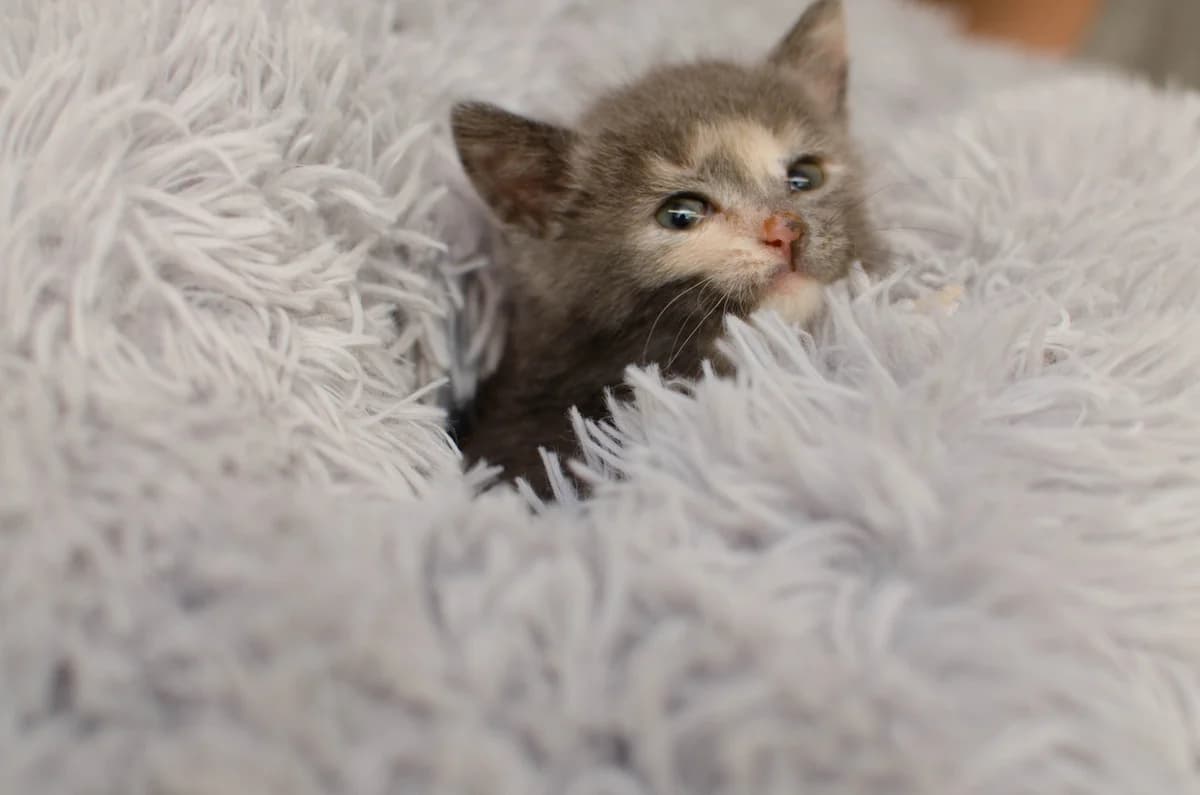 ZOOshans (ЗООшанс), female Mixed Breed for adoption at ZooShans, Minsk