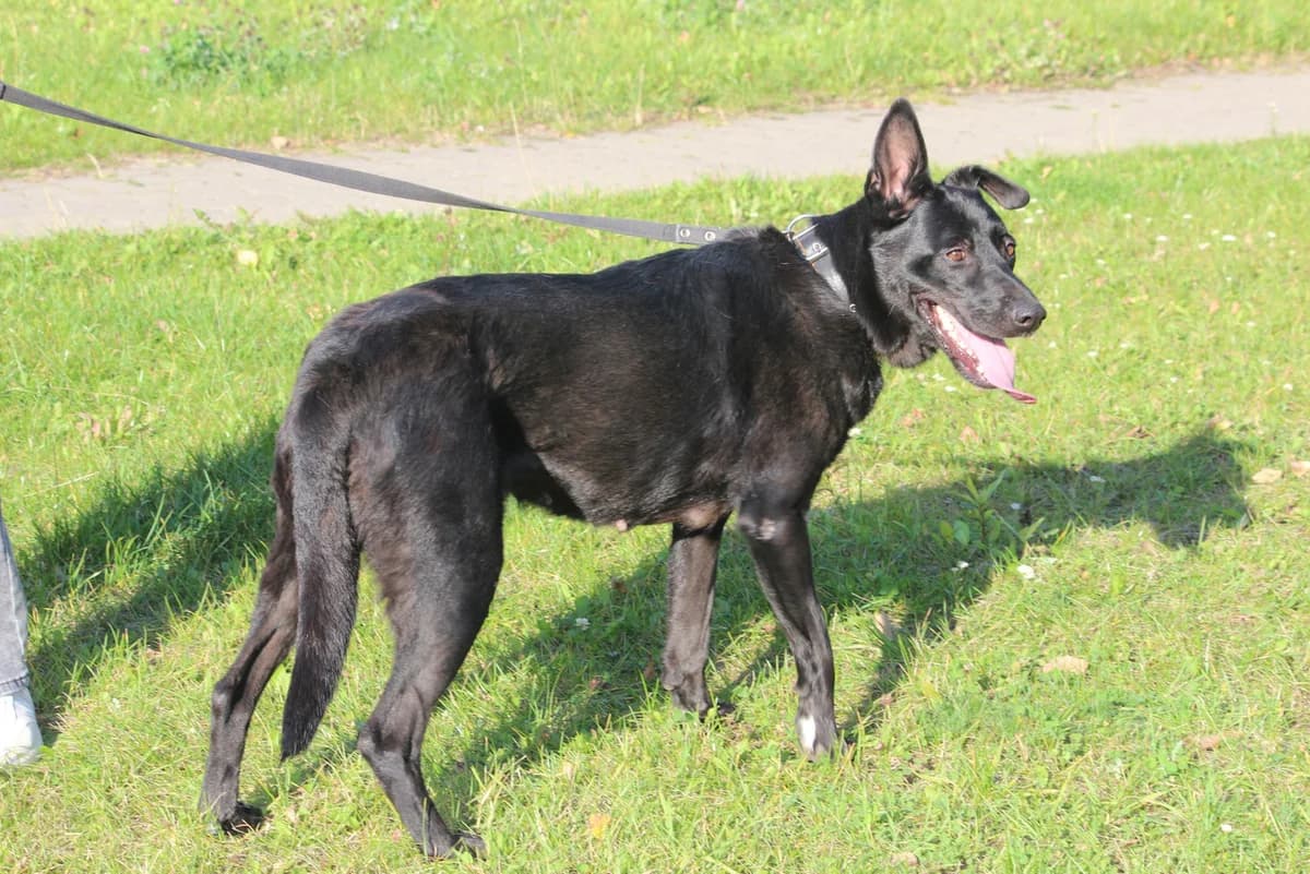 ZOOshans (ЗООшанс), female Mixed Breed for adoption at ZooShans, Minsk