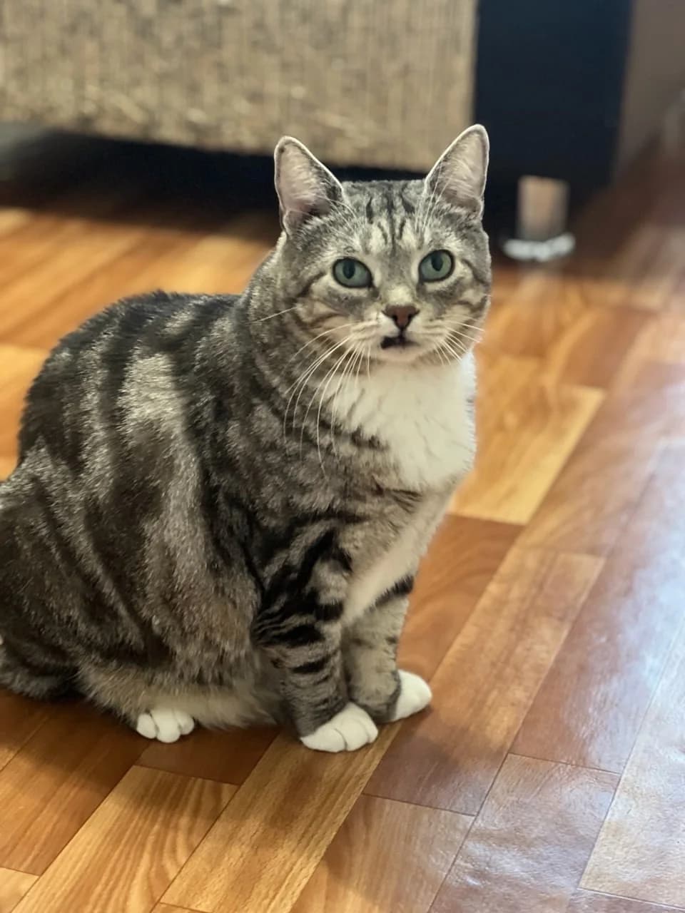 Cat, male Mixed Breed for adoption at ZooShans, Minsk